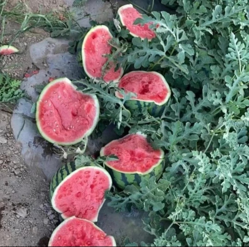 夏邑美都西瓜大西瓜薄皮多汁一手货源欢迎咨询