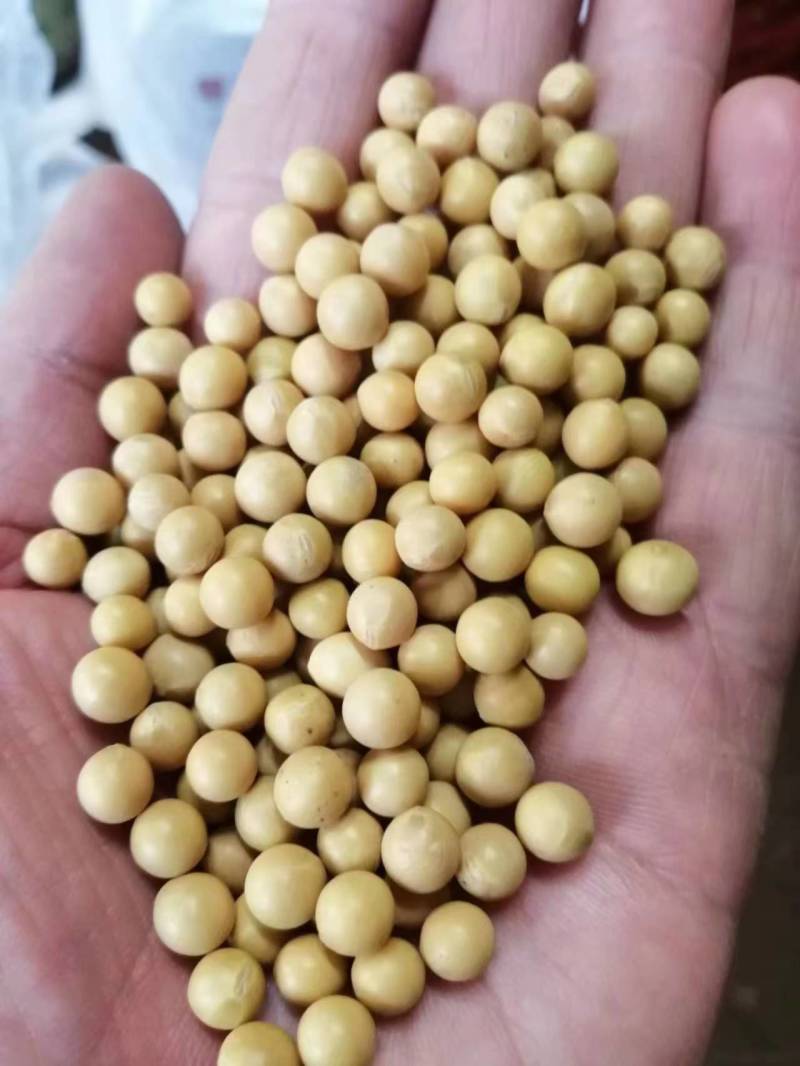 产地批发690芽豆，东生一芽豆，色选比重，质量保证诚信