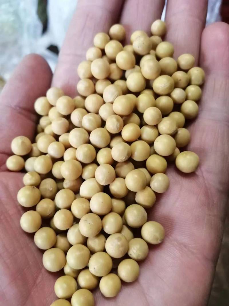 产地批发690芽豆，东生一芽豆，色选比重，质量保证诚信