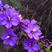 鸢尾种子蓝花鸢尾种子紫蝴蝶苗庭院绿化地被植物景观花卉种子