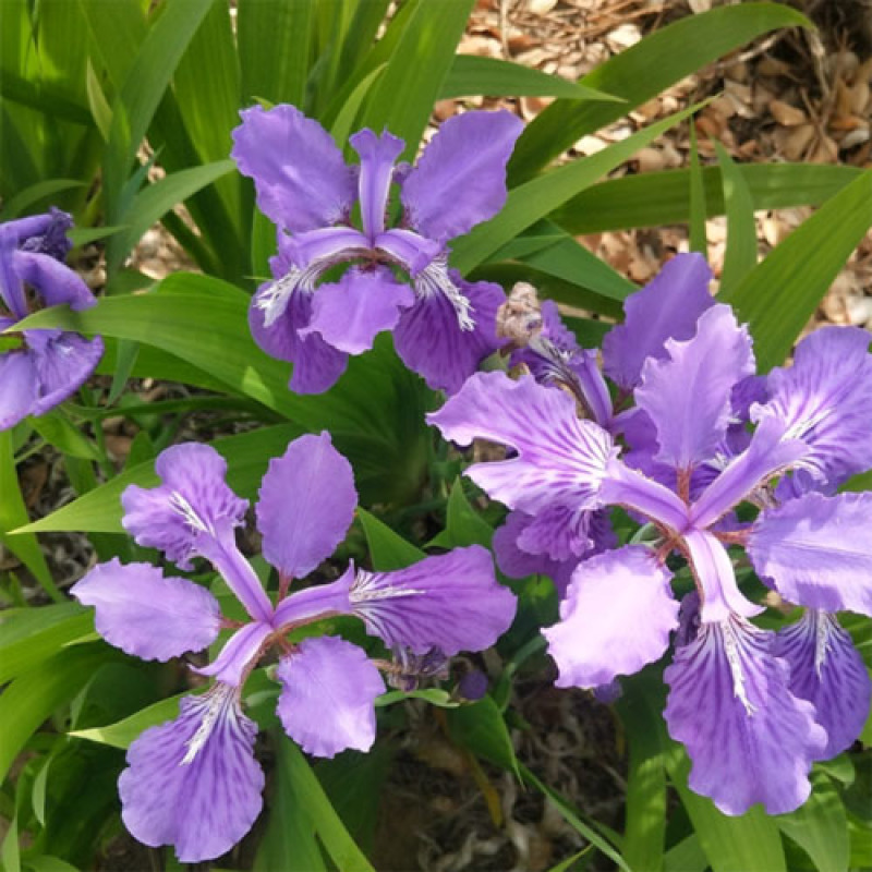 鸢尾种子蓝花鸢尾种子紫蝴蝶苗庭院绿化地被植物景观花卉种子