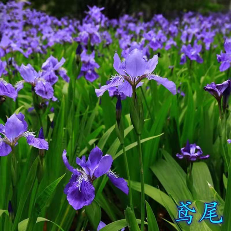 鸢尾种子蓝花鸢尾种子紫蝴蝶苗庭院绿化地被植物景观花卉种子