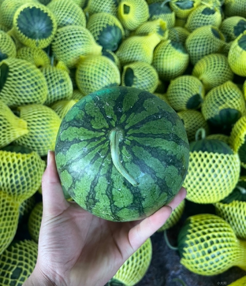早春红玉西瓜一件代发。