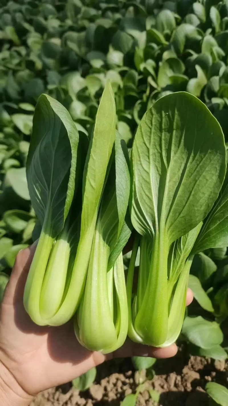 【实力商家】优选上海青油菜快菜产地直发保质保量