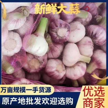 紫皮大蒜万亩规模产地直供，品质好，价格便宜一条龙服务