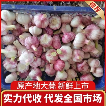 【鲜蒜】精品大蒜蒜头新鲜上市规格齐全价格优惠产地直发