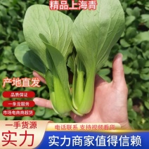 【实力商家】优选上海青油菜快菜产地直发保质保量