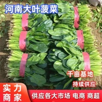 【好货】菠菜大叶菠菜河南菠菜大量上市全国发货