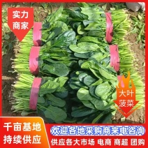 【大叶菠菜】河南精品菠菜大量上市供应全国市场电商商超