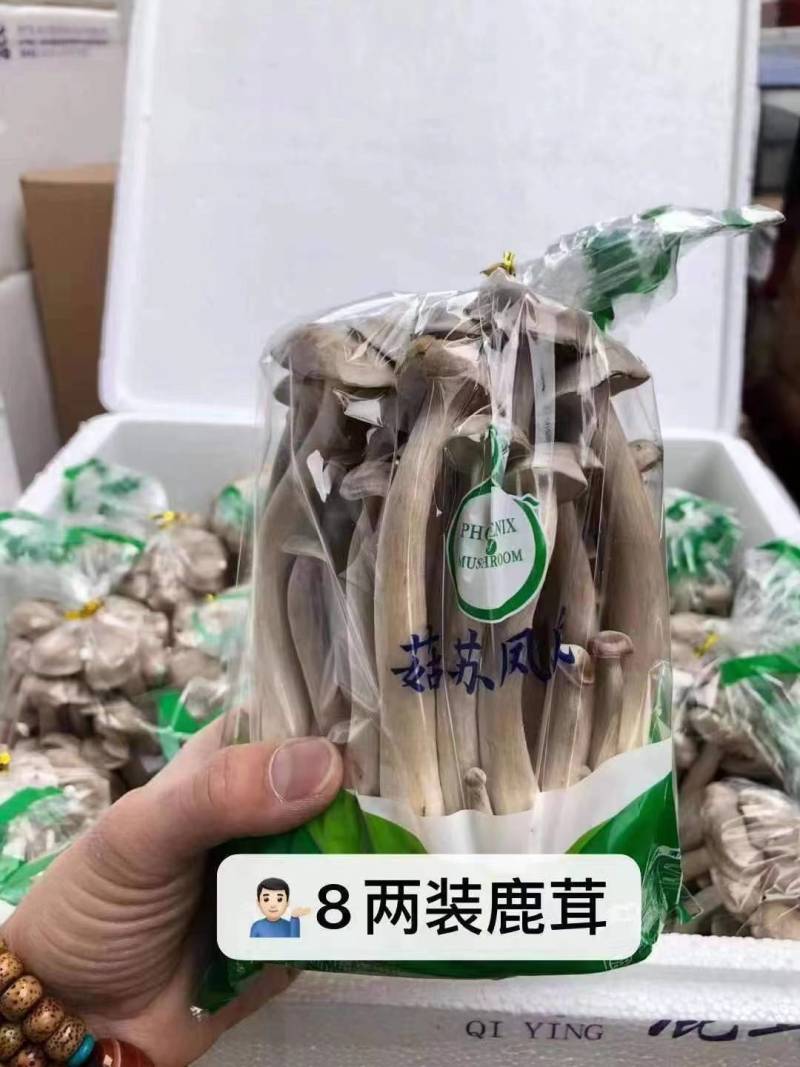 新鲜鹿茸菇，产地直发，质量保障。量大从优，对接全国，欢迎订购
