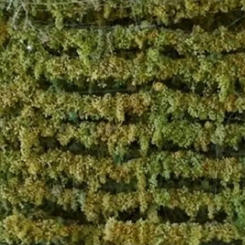 无核白葡萄干新疆吐鲁番免洗大颗干果天然无籽新货包邮团购批