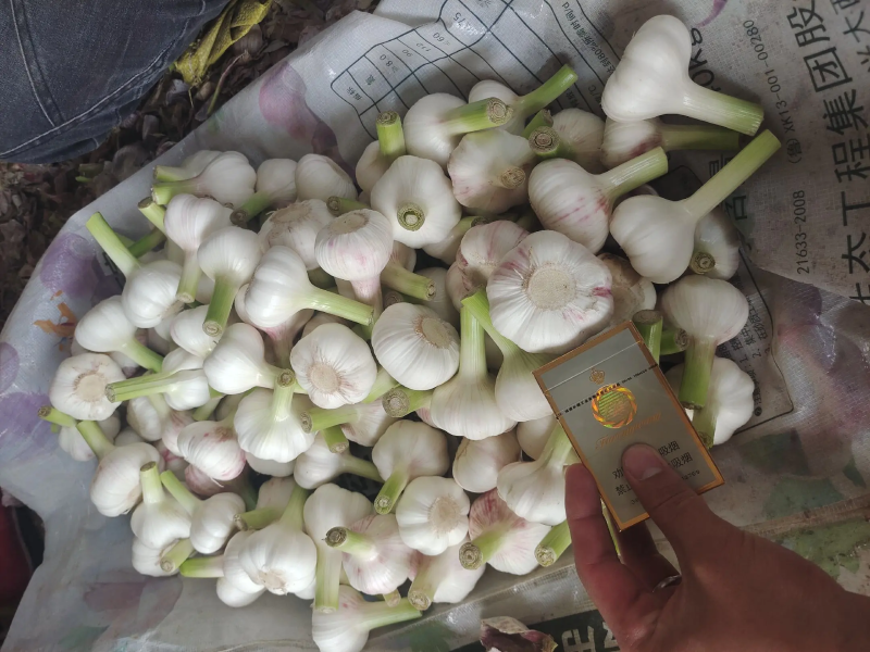 通许精品紫皮鲜蒜大量上市中，有需要的新老客户请联系我！