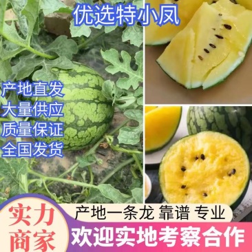 特小凤西瓜脆甜爽口价格不高欢迎咨询