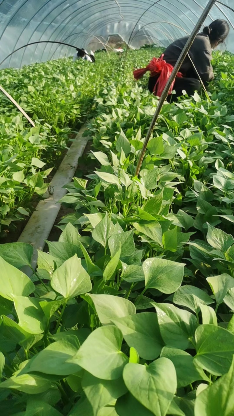 脱毒西瓜红薯苗基地直发包技术包回收量大从优