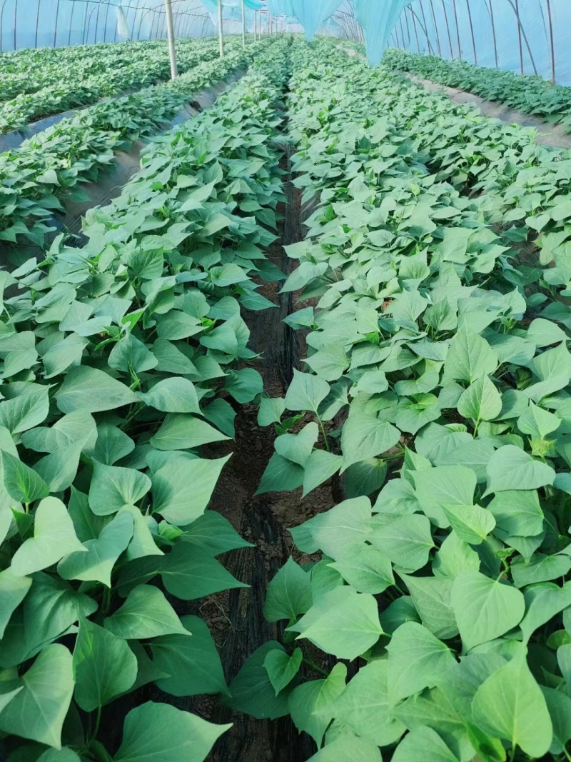 脱毒西瓜红薯苗基地直发包技术包回收量大从优