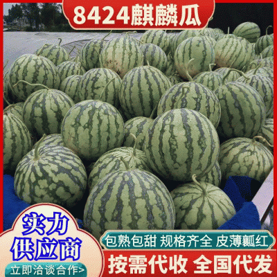 《麒麟西瓜》安徽8424西瓜皮薄瓤红，口感甜，全国代发