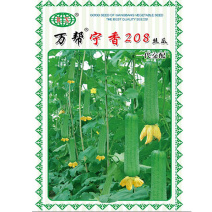 万帮宁香208肉丝瓜种子早熟短丝瓜杂交果肉蜜