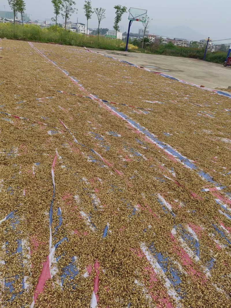 【推荐】精品脱水槐花凉拌炒肉包饺子包子晾干烘干天然好品质