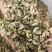 【推荐】精品脱水槐花凉拌炒肉包饺子包子晾干烘干天然好品质