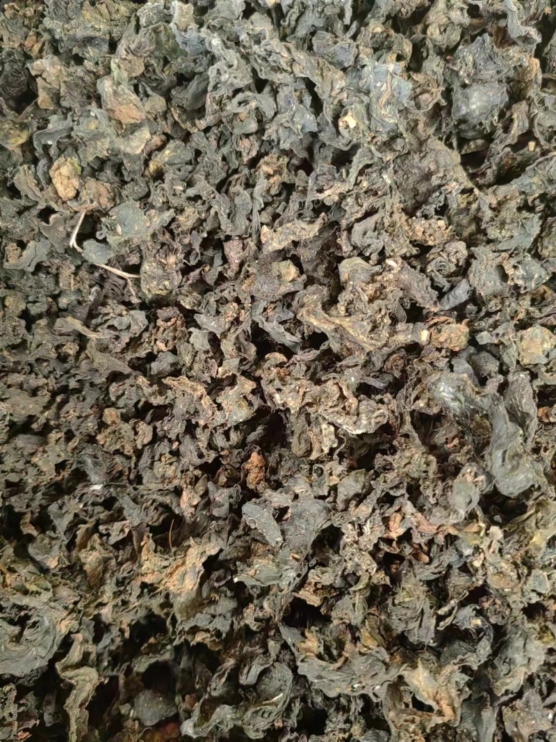 河南纯野生地皮菜野生菌类营养价值价值高品质好价格低