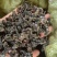 河南纯野生地皮菜野生菌类营养价值价值高品质好价格低