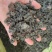 河南纯野生地皮菜野生菌类营养价值价值高品质好价格低