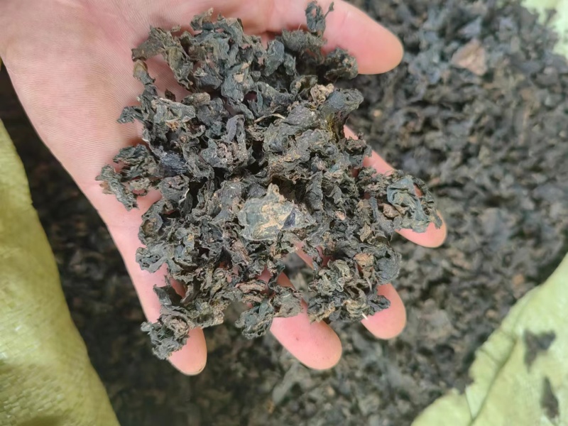 河南纯野生地皮菜野生菌类营养价值价值高品质好价格低