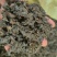 河南纯野生地皮菜野生菌类营养价值价值高品质好价格低