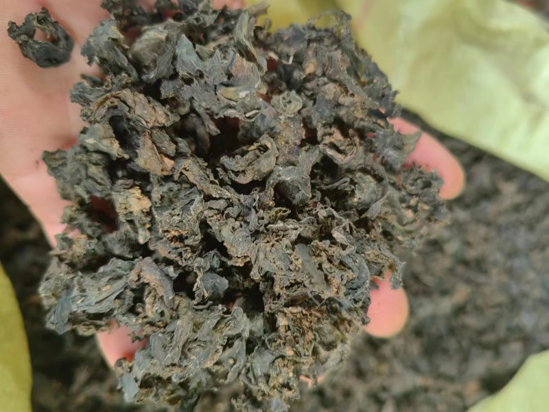河南纯野生地皮菜野生菌类营养价值价值高品质好价格低