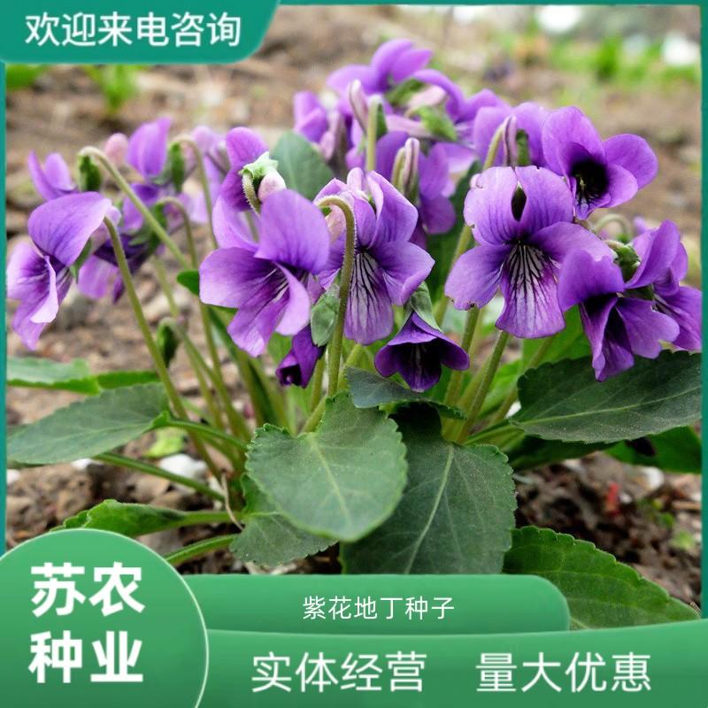 紫花地丁种子多年生花种籽四季中药材野堇菜花籽花地丁矮生花