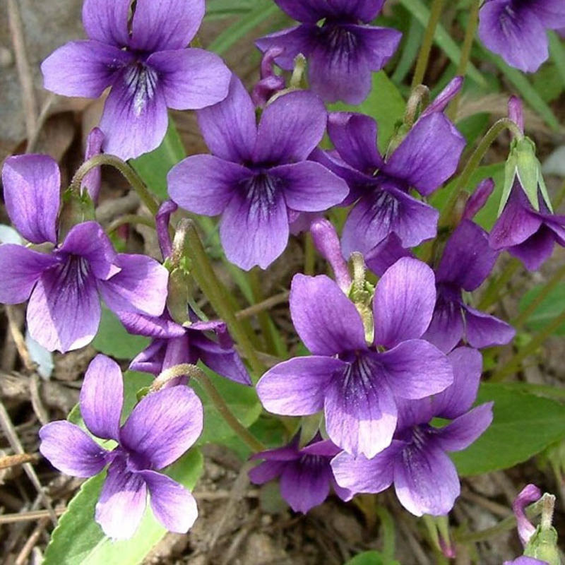 紫花地丁种子多年生花种籽四季中药材野堇菜花籽花地丁矮生花
