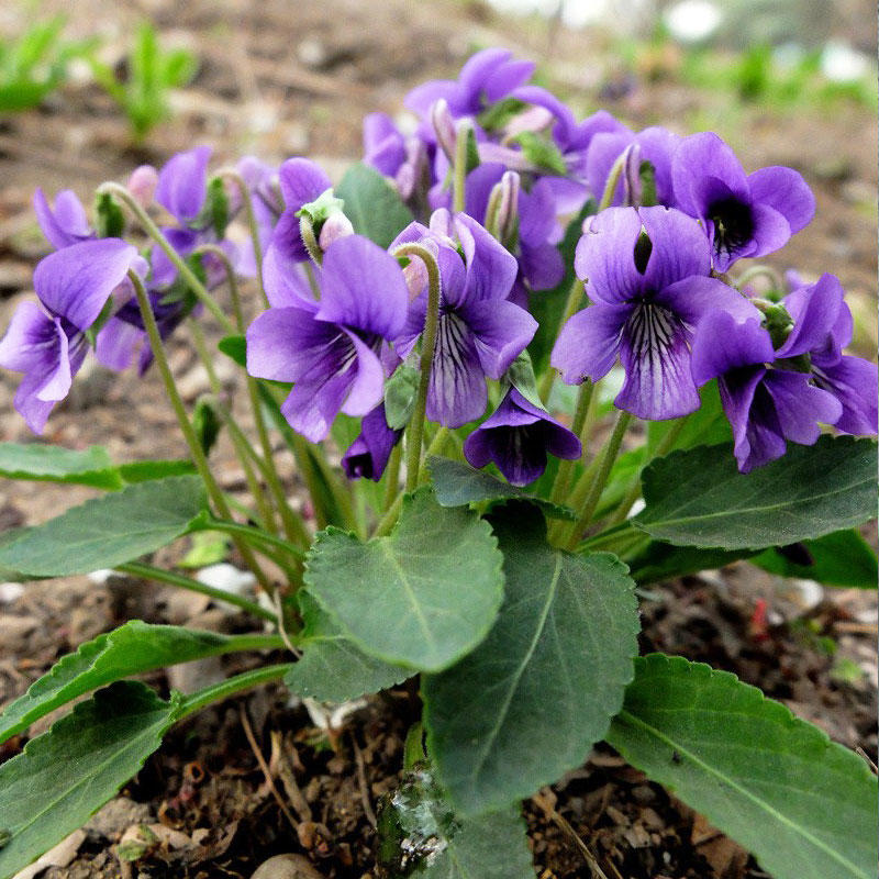 紫花地丁种子多年生花种籽四季中药材野堇菜花籽花地丁矮生花