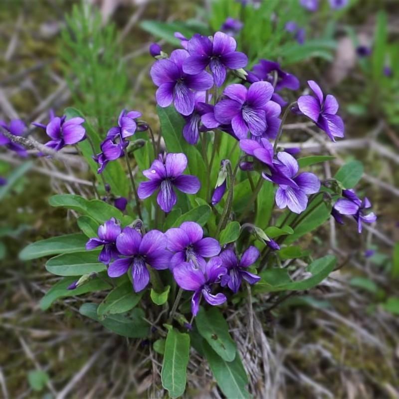 紫花地丁种子多年生花种籽四季中药材野堇菜花籽花地丁矮生花