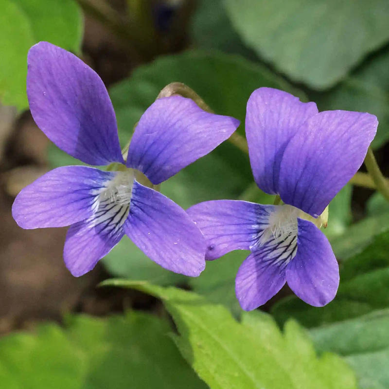 紫花地丁种子多年生花种籽四季中药材野堇菜花籽花地丁矮生花