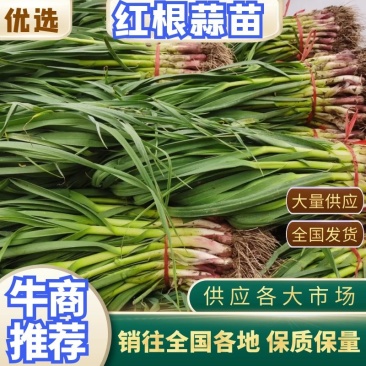 甘肃红根蒜苗，一手货源，产地直发，新鲜保证