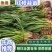 甘肃红根蒜苗，一手货源，产地直发，新鲜保证