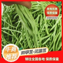 精品无筋豆王，豆角，产地上市，新鲜直发，品质保证