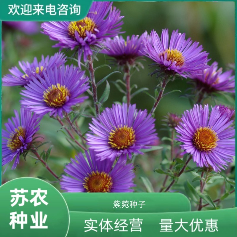 高山紫苑种子高岭紫菀菊花花种子宿根易活花种籽子四季播种开