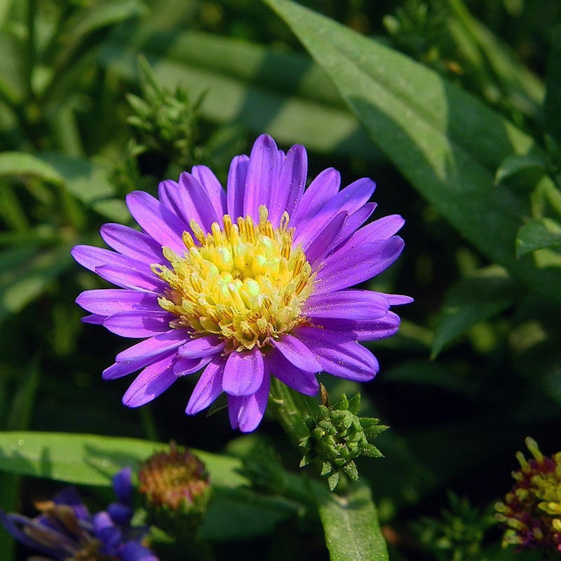 高山紫苑种子高岭紫菀菊花花种子宿根易活花种籽子四季播种开