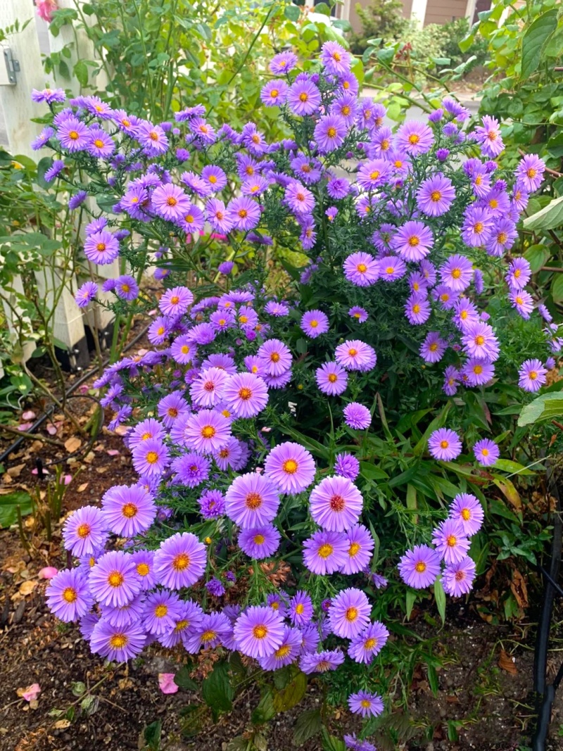 高山紫苑种子高岭紫菀菊花花种子宿根易活花种籽子四季播种开