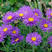 高山紫苑种子高岭紫菀菊花花种子宿根易活花种籽子四季播种开