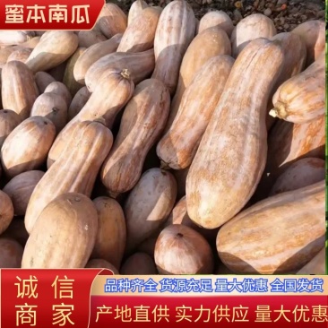 蜜本南瓜头茬千亩基地,工厂货电商货常年供应