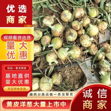 新上市黄洋葱5-8-8以上市场精品，工厂货大量品质保障