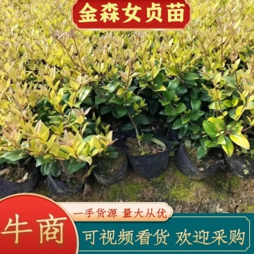 金森女贞杯苗，江西基地供，货源充足，质量保证成活率高电联