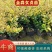 金森女贞杯苗，江西基地供，货源充足，质量保证成活率高电联