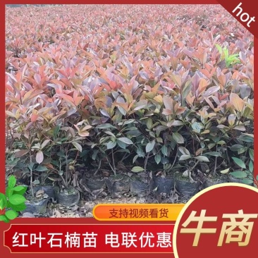 红叶石楠，杯苗，规格多样，基地发货，质量保证，量大从优