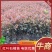 红叶石楠，杯苗，规格多样，基地发货，质量保证，量大从优
