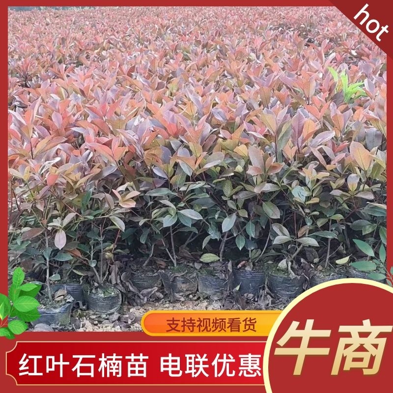 红叶石楠，杯苗，规格多样，基地发货，质量保证，量大从优