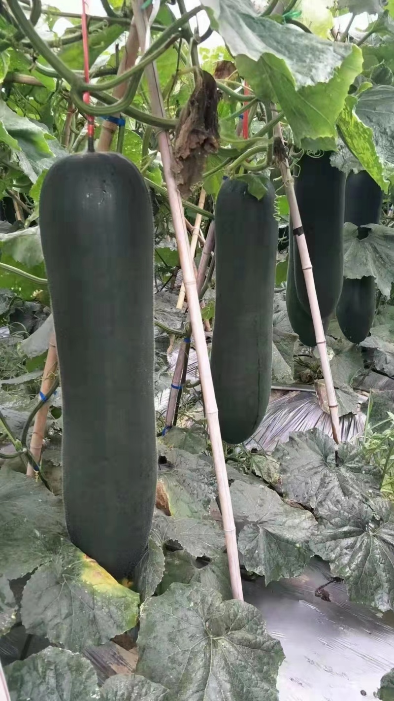 【热卖】上林至尊168黑皮冬瓜抗病肉厚全国发货对接商超