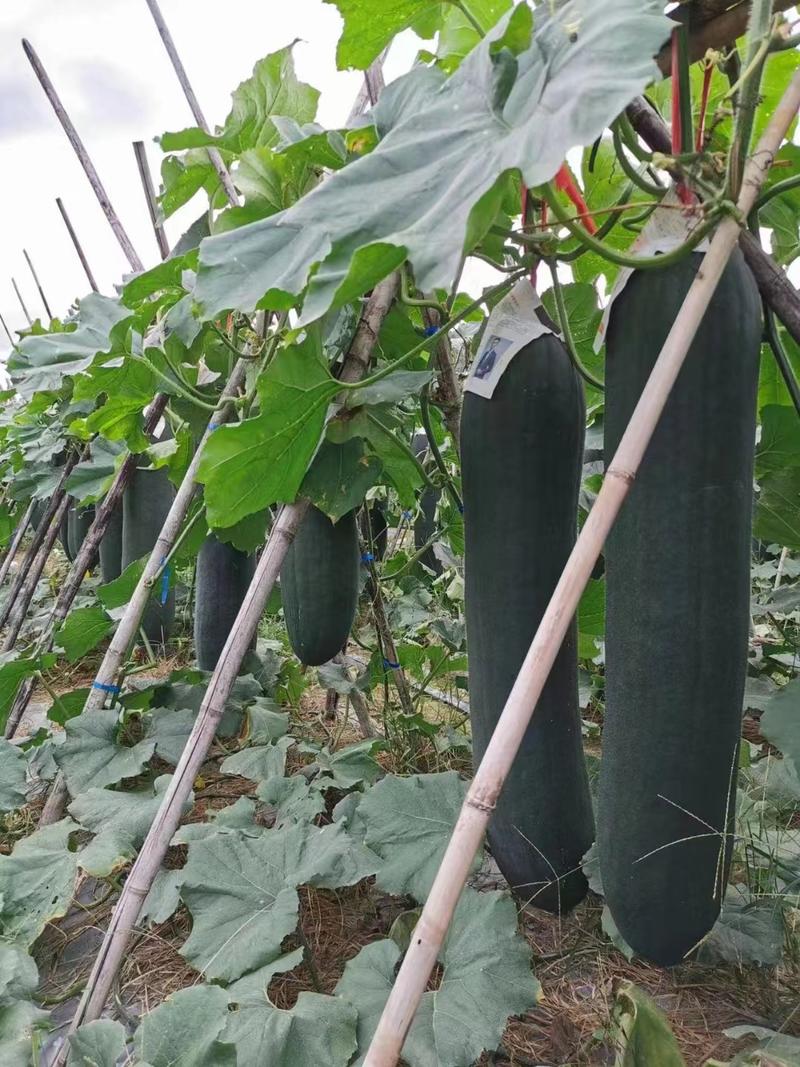【推荐】铁心黑皮冬瓜种子—上林盟主258杂交品种种植技术